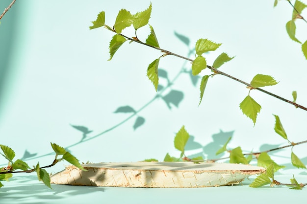 Un podium en bois avec une branche de bouleau et la lumière du soleil sur fond vert