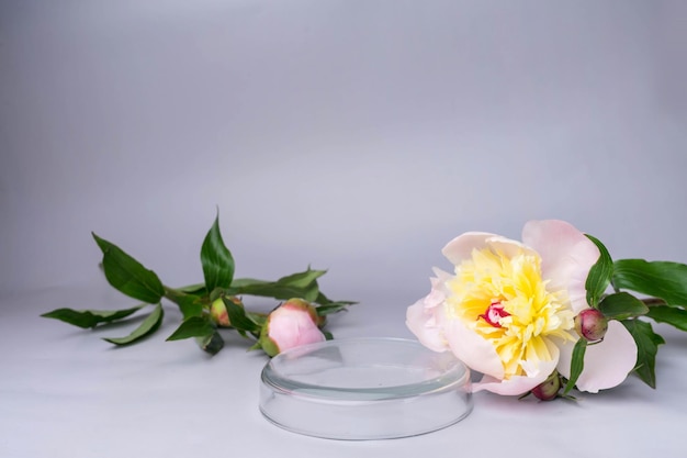 Podium pour fond de photo de produit avec feuilles vertes et fleurs piony