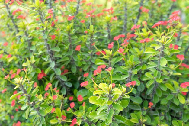 Poi Sian et fleurs rouges fleurissent dans le jardin d'agrément. Abstrait naturel.