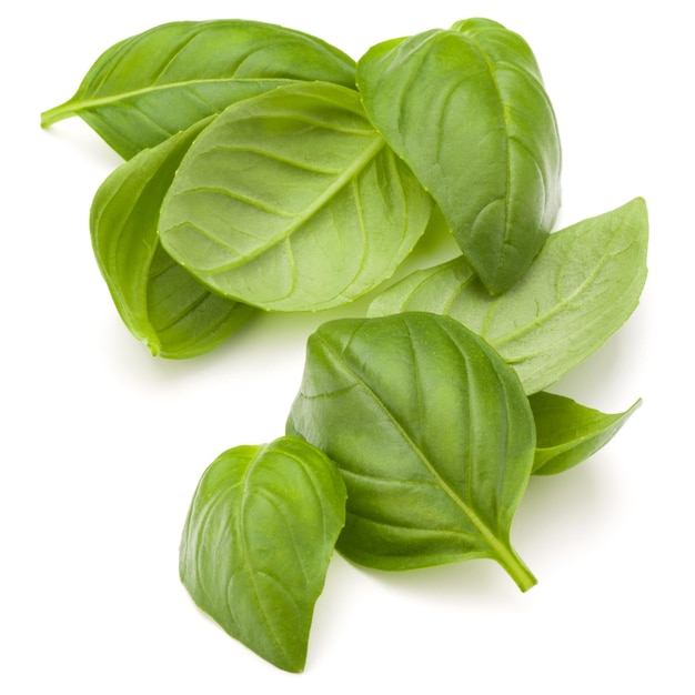 Une poignée de feuilles d'herbe de basilic sucré isolées sur un fond blanc en gros plan