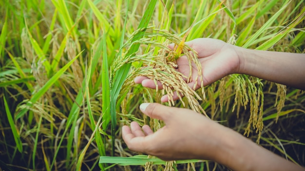 poignée de fond Attrapez le riz jaune d&#39;or. Pendant la saison des récoltes.