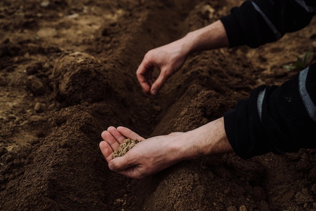 Une poignée de graines de betteraves à semer dans les mains des hommes 1