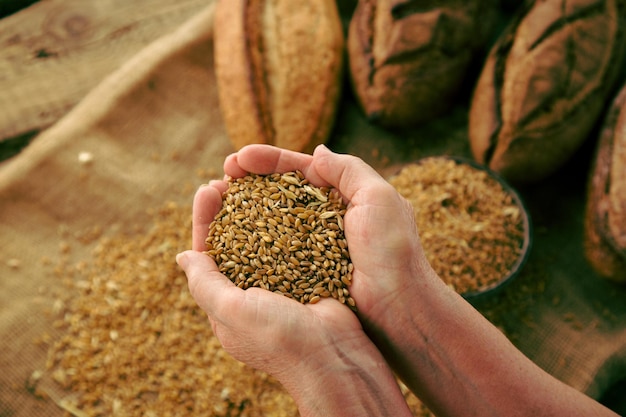 Une poignée de grains de blé avec du pain fait maison en arrière-plan. Récolte dans une ferme.