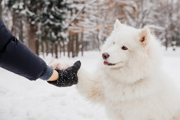 Poignée de main avec chien blanc. Propriétaire avec chien de race dans la forêt