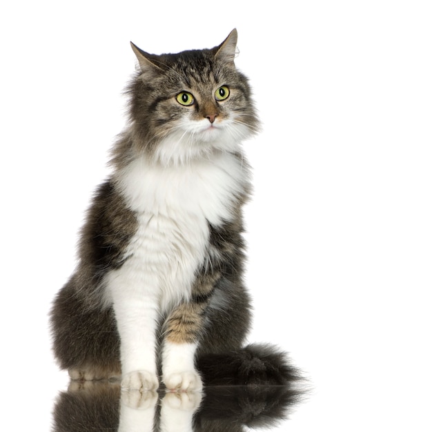 Poil long européen avec 1 an. Portrait de chat isolé