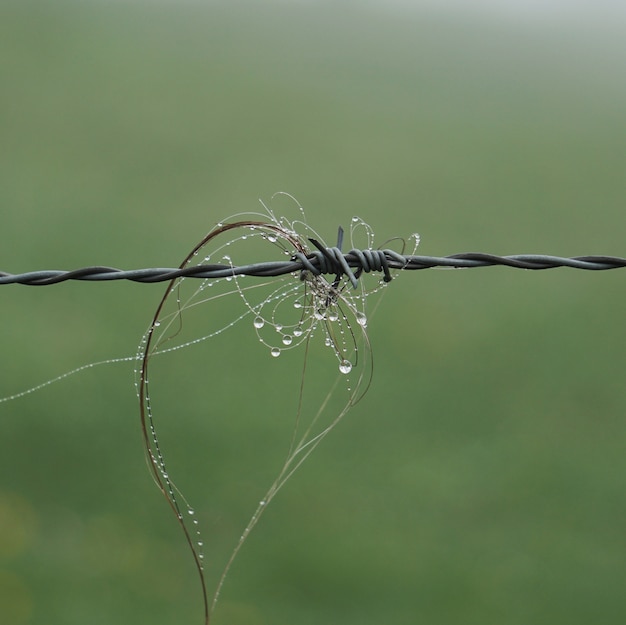 Poils d&#39;animaux