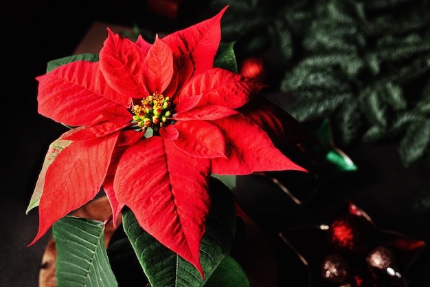 Poinsettia, arbre de Noël