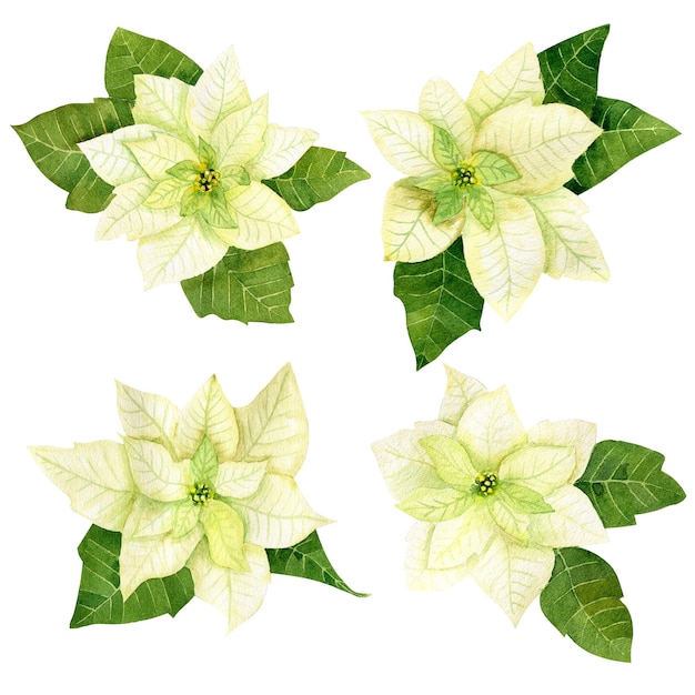 Poinsettia blanc aquarelle