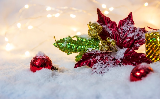 Poinsettia de décoration de Noël sur la neige