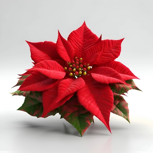 Poinsettia fleur de Noël isolé sur fond blanc rendu 3d