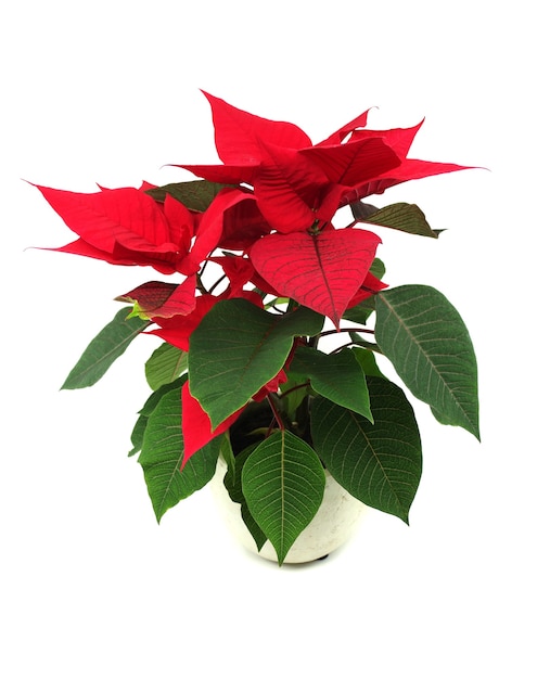 Poinsettia de fleur de Noël rouge dans un pot.