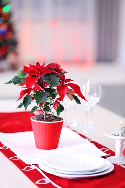 Poinsettia fleur de Noël sur table, sur fond de lumières