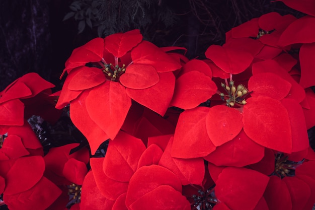 Poinsettia fleur rouge Noël décoration de fleurs joyeux festival beau fond