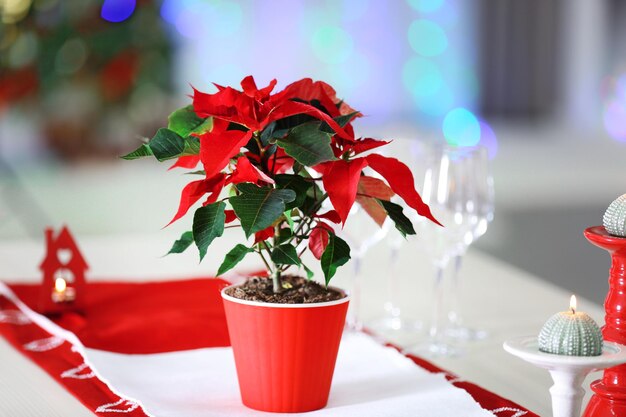 Poinsettia de fleurs de Noël sur table, sur fond de lumières