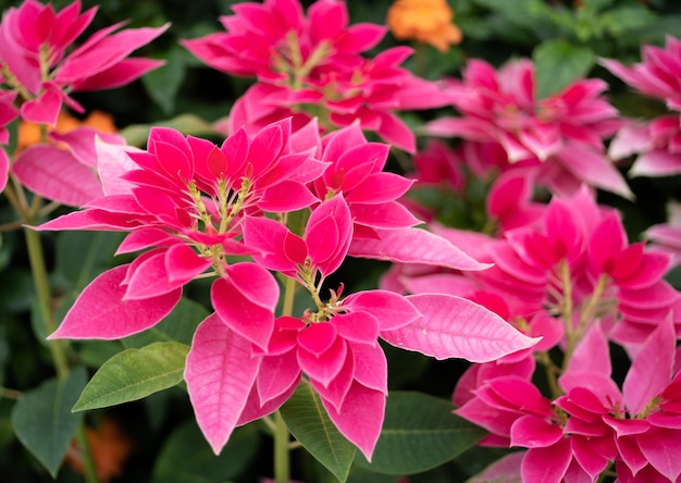 Poinsettia de Noël rouge ou Euphorbia pulcherrima