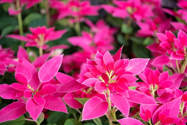 Poinsettia de Noël rouge ou Euphorbia pulcherrima