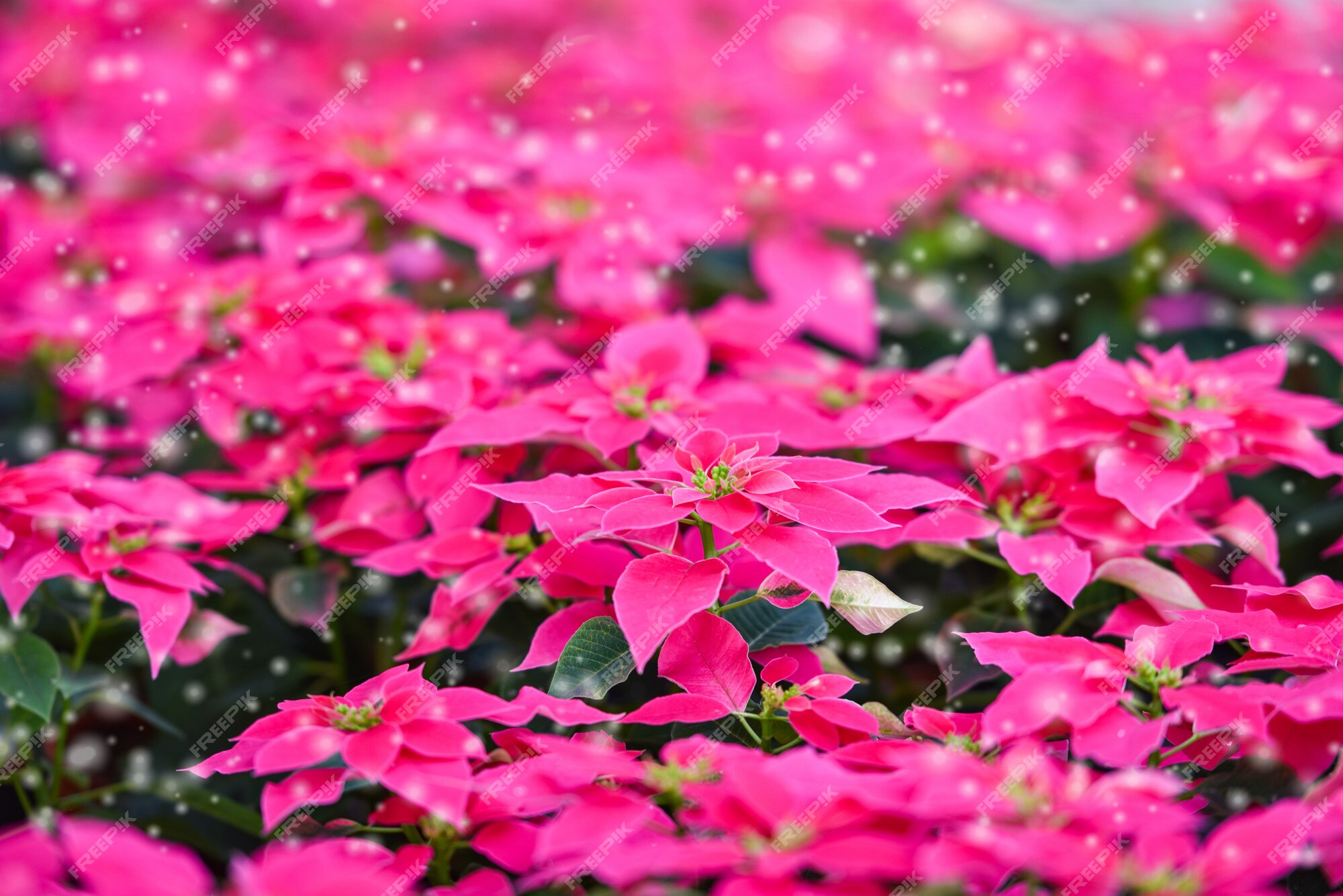 Poinsettia Rose Dans Le Jardin - Poinsettia Noël Fleur Traditionnelle Avec  Des Décorations De Neige Joyeux Noël | Photo Premium