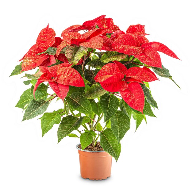 Poinsettia rouge en pot de fleurs