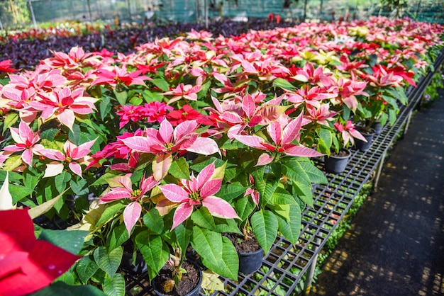 Poinsettia rouge et rose dans la serre du jardin, décorations florales traditionnelles de Noël Poinsettia