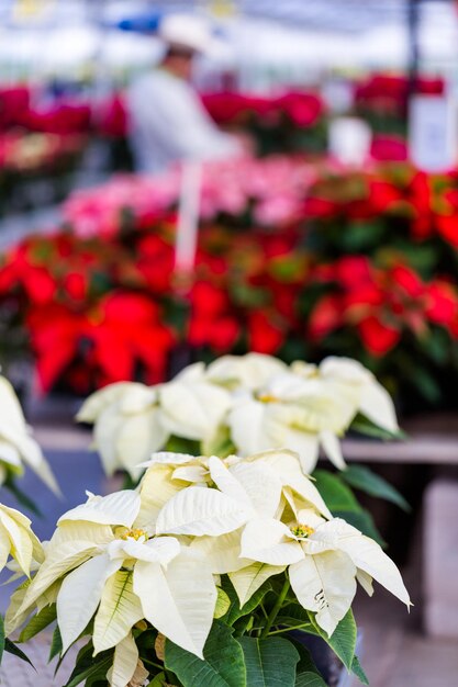 Poinsettia à vendre à la jardinerie locale.