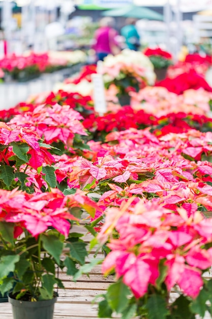 Poinsettia à vendre à la jardinerie locale.