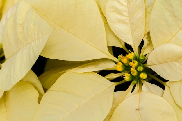 Poinsettias lumineux pour la saison de Noël/vacances.