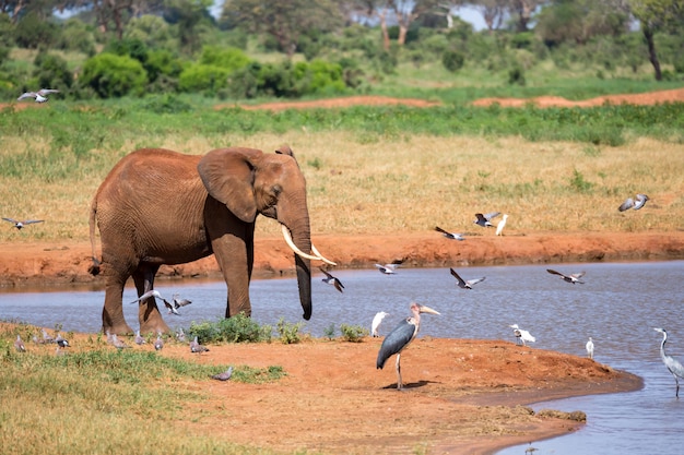 Point d'eau dans la savane avec éléphant rouge