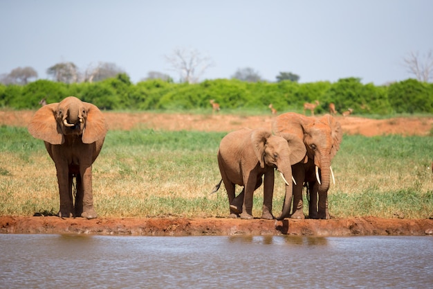 Un point d'eau dans la savane avec quelques éléphants rouges