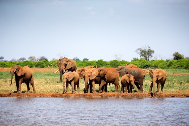 Point d'eau dans la savane avec quelques éléphants rouges