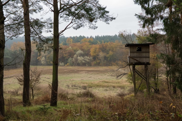 Point de vue de chasse au bord de la forêt