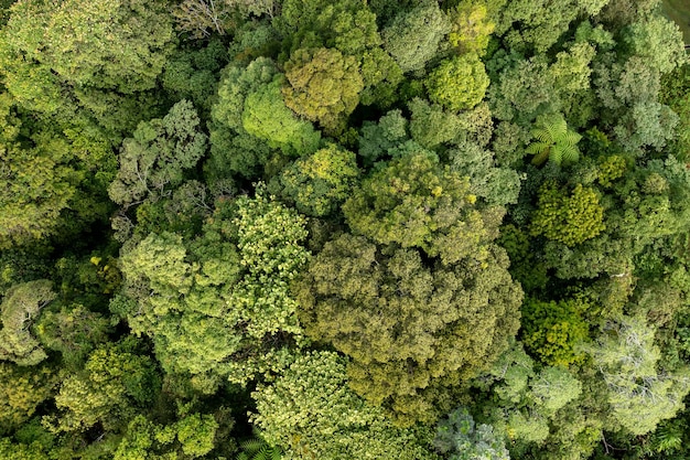 Point de vue du drone sur la jungle à Kundasang Ranau Sabah Bornéo