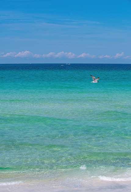 Point de vue de paysage de lumière du jour pour la vague de carte postale de conception de la mer sur la plage de sable