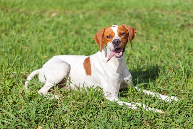 Le pointeur anglais est assis sur l'herbe, le monde des animaux.