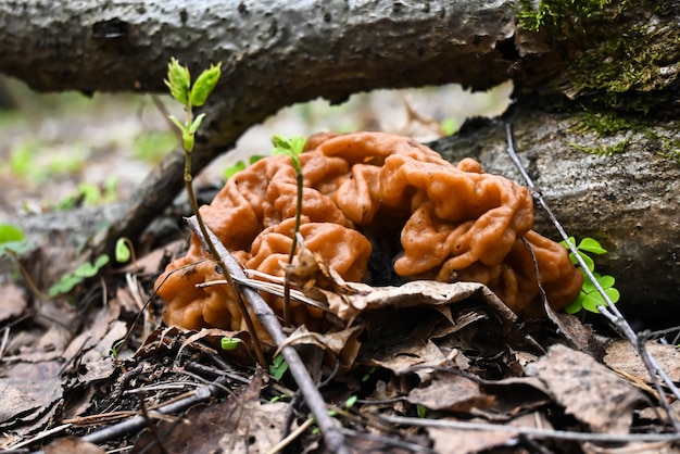 Points de champignon