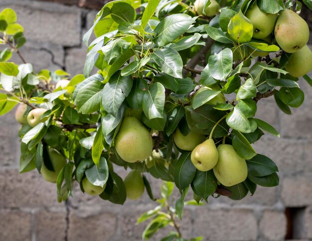 Poire sur l'arbre dans un jardin