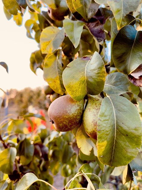 La poire sur l'arbre