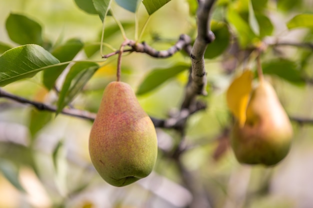 Poire sur une branche