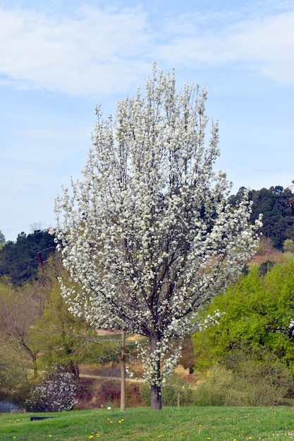 La poire Callery Pyrus calleryana en fleur C'est une espèce endémique de la Chine et du Vietnam