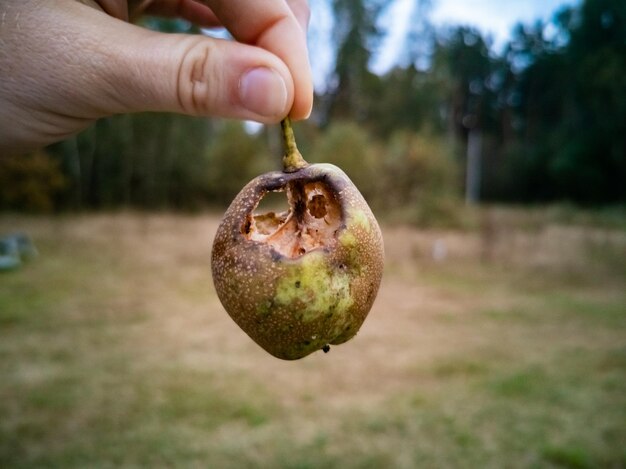 Photo poire gâtée dans la main les insectes parasites ont mangé la récolte des fruits