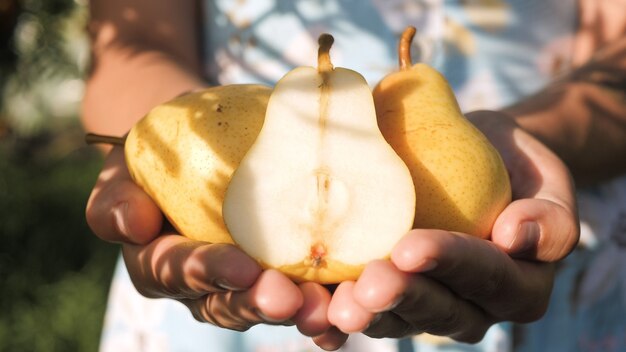 Poire. Les mains féminines tiennent plusieurs belles poires jaunes fraîches dans les paumes par beau temps. Vue rapprochée