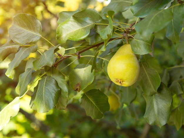 Poire mûre sur une branche au soleil