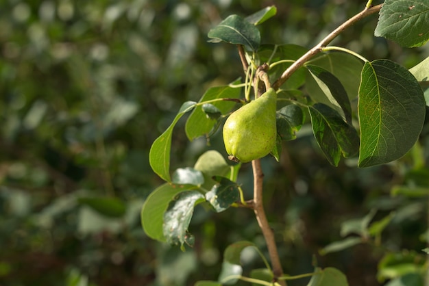 Poire mûre sur une branche