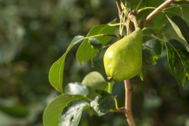 Poire mûre sur une branche