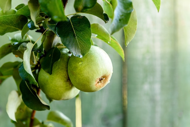 Poire poussant dans le jardin d'été.