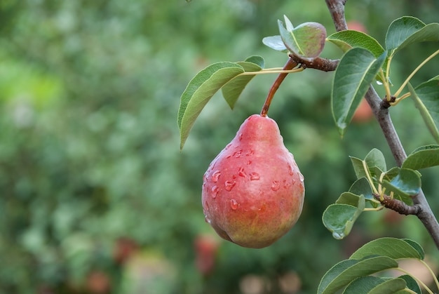 Poire rouge sur une branche avec des gouttes de pluie