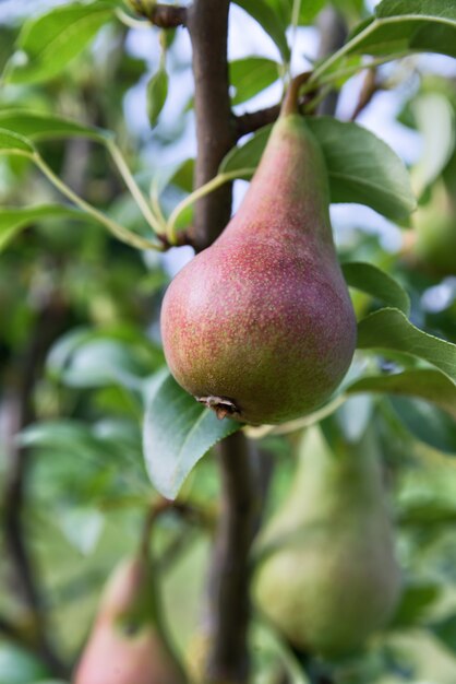 Poire vert rougeâtre sur un gros plan d'arbre