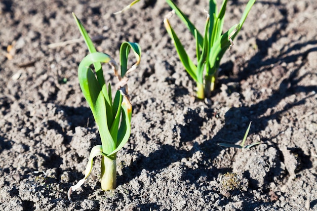 Poireau cultivé dans le jardin