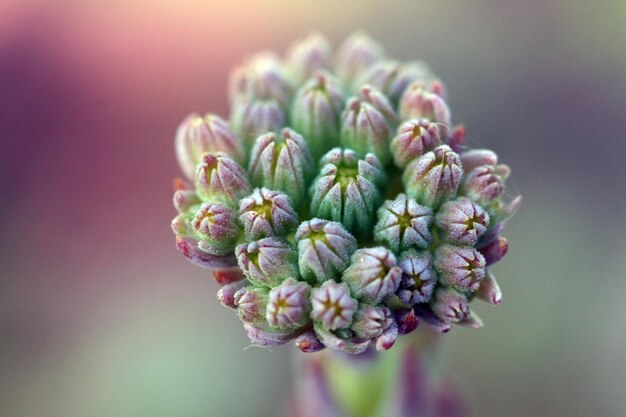 Photo le poireau de maison sempervivum en gros plan