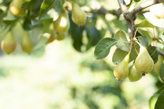 Poires sur l'arbre dans le jardin fruitier