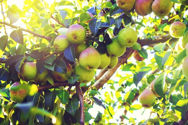 Poires sur l'arbre Nourriture et boisson de mise au point sélective